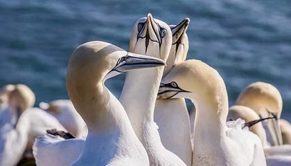 米乐M6官网-快手宣布与CBA联赛达成合作 获得今赛季赛事直播及短视频权益