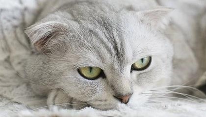 米乐M6官网-快手宣布与CBA联赛达成合作 获得今赛季赛事直播及短视频权益